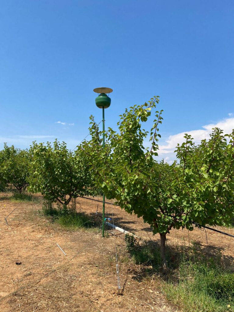 Marillenplantage mit Hydro Up Anlage in Italien 3