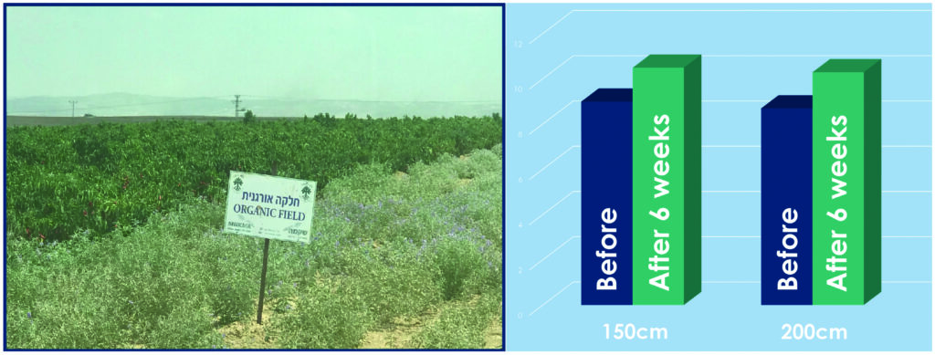 PowerPoint-Präsentation Isreal Effekt nach 6 Wochen