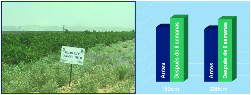 PowerPoint-Präsentation Effekt nach 6 Wochen in Israel