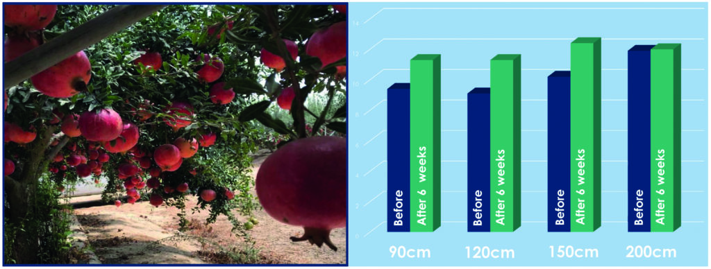 PowerPoint-Präsentation Effekt nach 6 Wochen