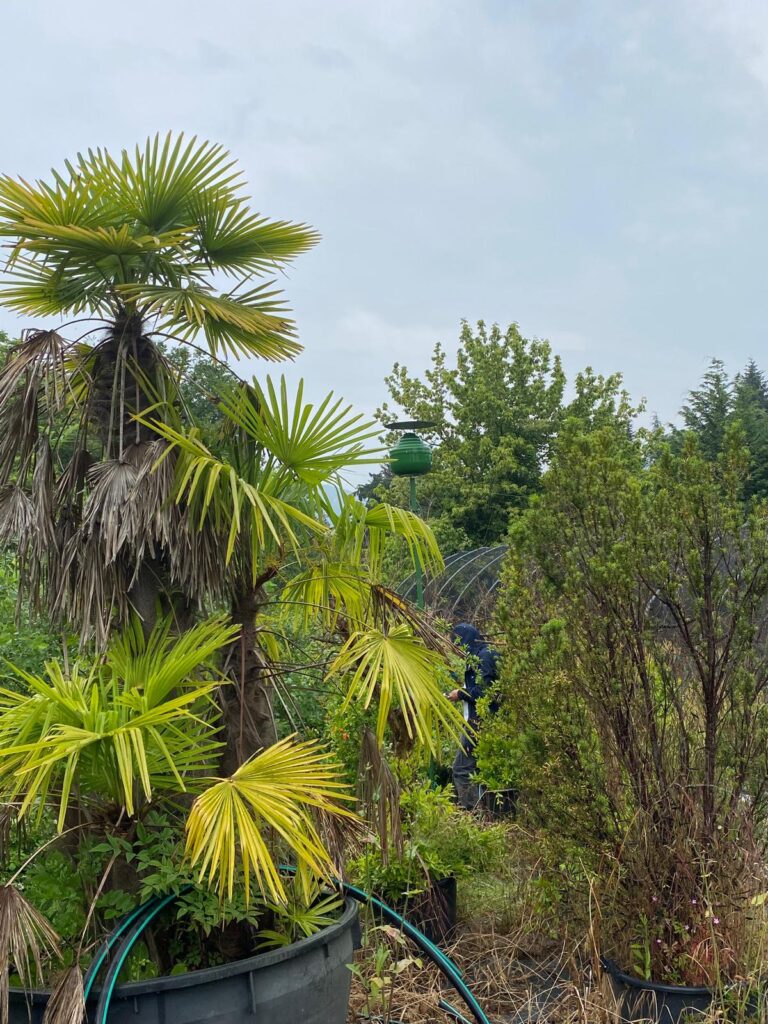 Diverse Gartenpflanzen mit der Hydro Up Anlage