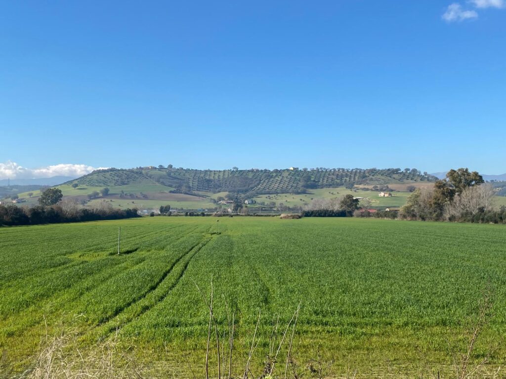 Feld für Kuhfutter mit Hydro Up Anlage 3