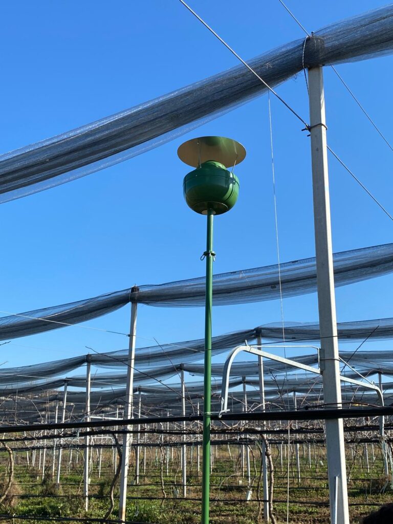 Gelbe-Kiwi-Plantage mit Hydro Up Anlage