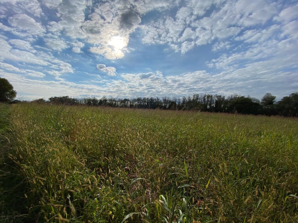 Getreidefeld Maiano mit Hydro Up Anlage