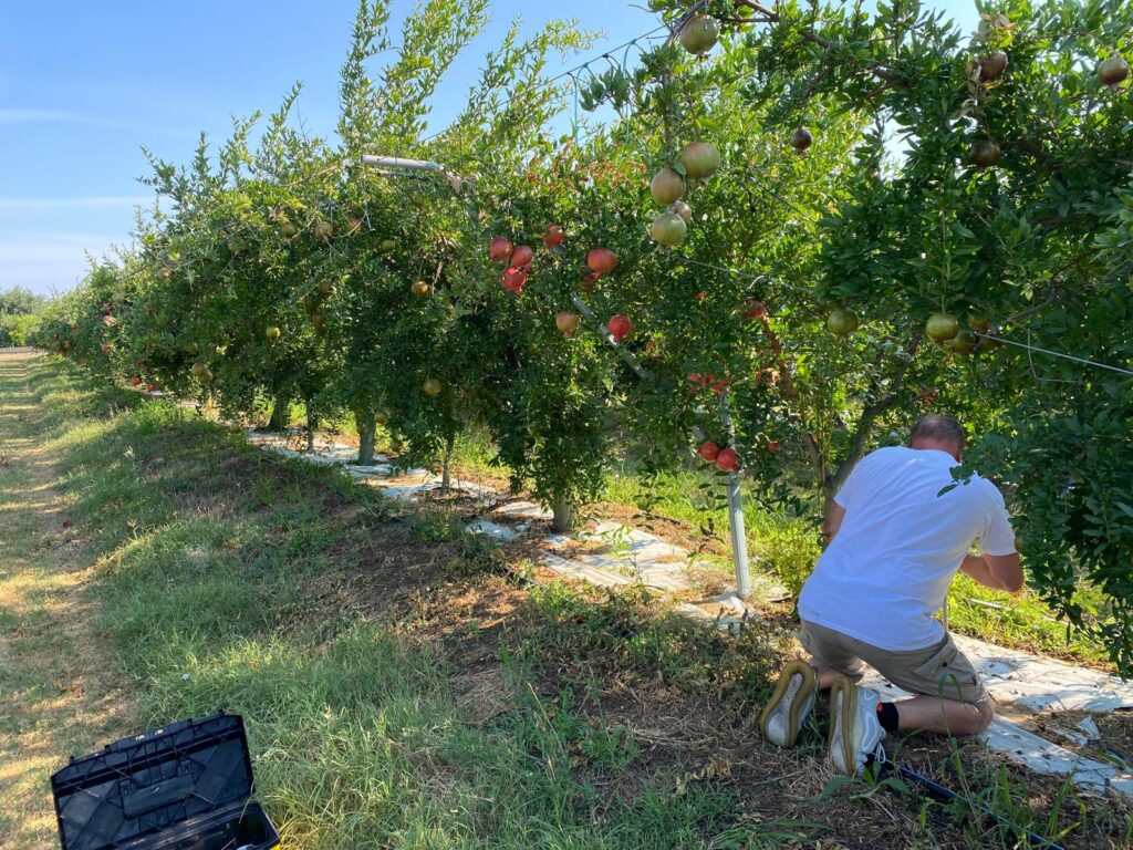 Granatapfelplantage mit Hydro Up Analge in Italien