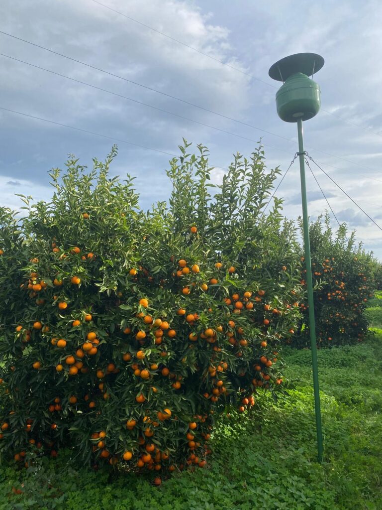 Mandarinenplantage mit der Hydro Up Anlage bei der Installation